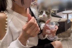 80部147GFC2クズの本懐合集太顶了